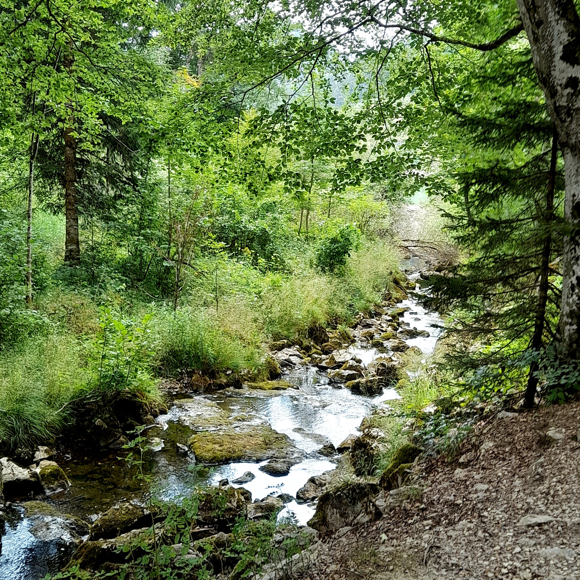 Wald
